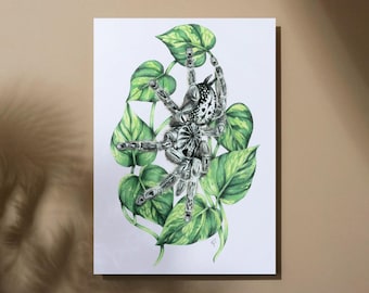 Chrysanthemum - Heteroscodra maculata (Togo Starburst Baboon Tarantula) Archival Matte Giclée Art Print 9"x12" Spiders Arachnids