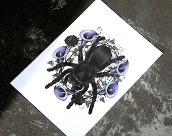 Miércoles - Grammostola pulchra (Tarántula Negra Brasileña) Impresión Giclée Mate de Archivo 8"x10" Arañas Arácnidos