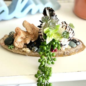 Zebra Conch Seashell Planter Arrangement, with succulents and Hawaiian Coral - Coastal Decor