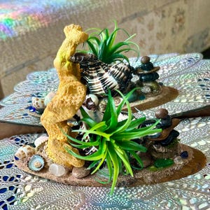 Zebra Conch Seashell Planter, Hand Painted Coral, Succulent, Sea Glass, Coastal Decor