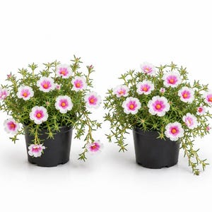 Puede incluir: Dos plantas en macetas con flores rosas y blancas. Las flores tienen un centro rosa brillante y pétalos blancos. Las plantas están en macetas negras, sobre un fondo blanco.