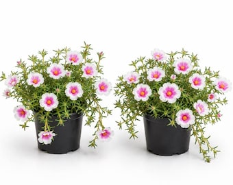 Puede incluir: Dos plantas en macetas con flores rosas y blancas. Las flores tienen un centro rosa brillante y pétalos blancos. Las plantas están en macetas negras, sobre un fondo blanco.