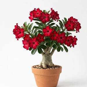 Puede incluir: Una planta de rosa del desierto en maceta, con flores rojas vibrantes y hojas verdes. La maceta de terracota está llena de pequeñas piedras, sobre un fondo blanco. Las flores están en plena floración.