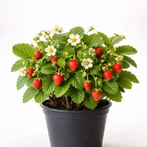 May include: A potted strawberry plant with bright red berries and white flowers. The plant has green leaves and is in a black plastic pot. The image is set against a white background.
