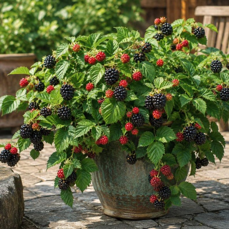 May include: A potted blackberry plant in a weathered teal ceramic container, featuring lush green leaves and numerous clusters of ripening blackberries that transition from bright red to deep black, showcasing a dense and healthy fruit-bearing shrub.