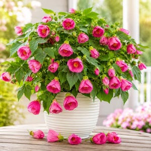 Puede incluir: Una planta Abutilon en maceta con numerosas flores rosas en forma de campana y hojas verdes dentadas. La planta está en una maceta de cerámica blanca con estrías horizontales, con varias flores rosas sueltas sobre la superficie de madera.