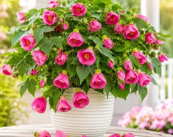 Puede incluir: Una planta Abutilon en maceta con numerosas flores rosas en forma de campana y hojas verdes dentadas. La planta está en una maceta de cerámica blanca con estrías horizontales, con varias flores rosas sueltas sobre la superficie de madera.