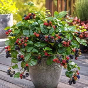 Puede incluir: Una planta de moras en maceta dentro de un recipiente de cer&aacute;mica gris con textura. La planta presenta numerosas hojas verdes dentadas y racimos de bayas en varias etapas de maduraci&oacute;n, pasando de rojo brillante a negro intenso.