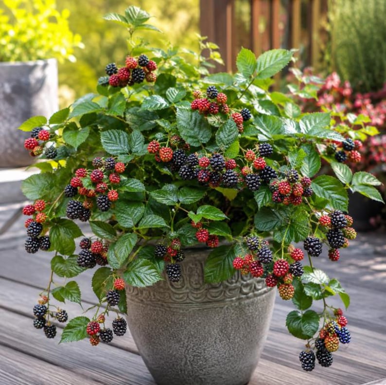 Puede incluir: Una planta de moras en maceta dentro de un recipiente de cer&aacute;mica gris con textura. La planta presenta numerosas hojas verdes dentadas y racimos de bayas en varias etapas de maduraci&oacute;n, pasando de rojo brillante a negro intenso.
