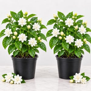 May include: Two potted jasmine plants with glossy green leaves and multiple white, multi-petaled flowers. Each plant is housed in a simple black plastic container. Several loose white jasmine blossoms are placed on the surface below the pots.