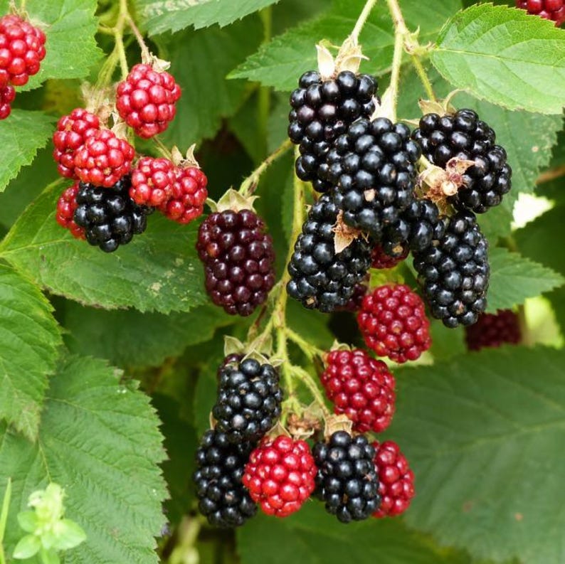 Puede incluir: Un racimo de moras en varias etapas de maduraci&oacute;n, que van desde el rojo brillante hasta el negro intenso, unidas a tallos verdes con hojas serradas. Las bayas est&aacute;n compuestas por peque&ntilde;as drupas redondeadas con superficie texturizada.