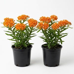 May include: Two potted butterfly milkweed plants with vibrant orange flowers and green foliage. The plants are in black plastic pots, set against a white background. The flowers are in full bloom, showcasing their bright color.