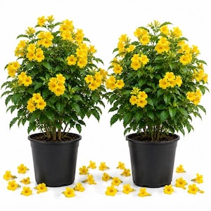 May include: Two potted Tecoma stans plants featuring vibrant yellow trumpet-shaped flowers and lush green serrated leaves. Each plant is housed in a simple black plastic container, with several loose yellow blossoms scattered on the surface below.