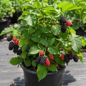 Puede incluir: Una planta de mora en maceta con hojas verdes dentadas y racimos de frutos en varias etapas de desarrollo, desde peque&ntilde;as bayas rojas hasta moras negras texturizadas y maduras, en un contenedor de pl&aacute;stico negro.