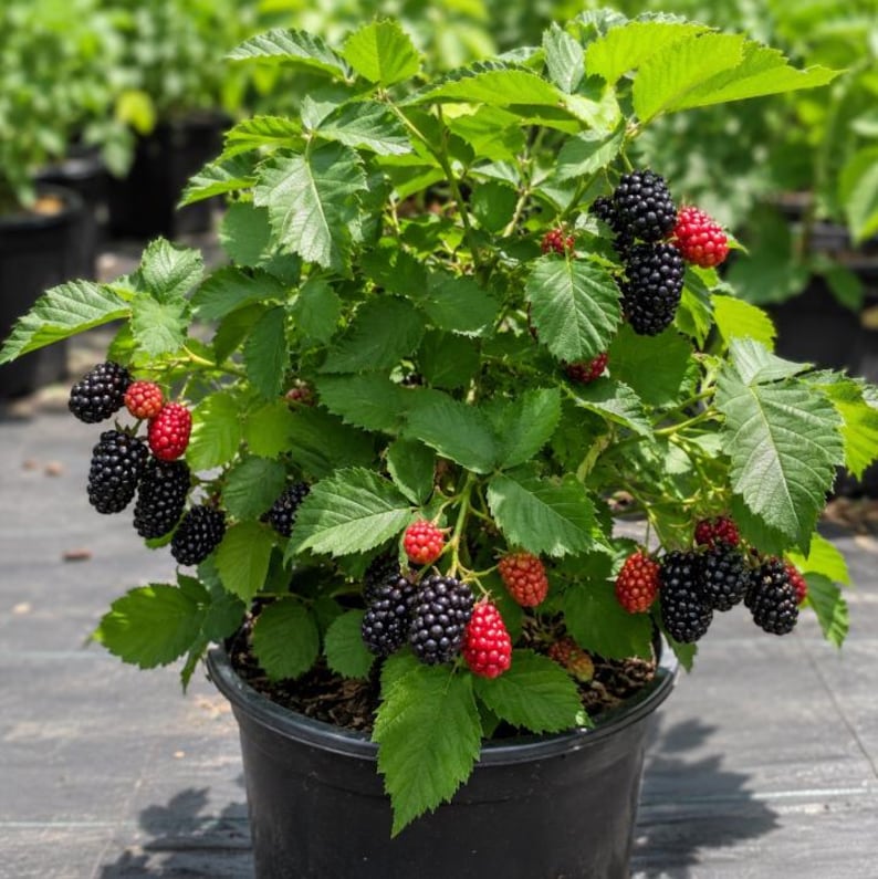 Puede incluir: Una planta de mora en maceta con hojas verdes dentadas y racimos de frutos en varias etapas de desarrollo, desde peque&ntilde;as bayas rojas hasta moras negras texturizadas y maduras, en un contenedor de pl&aacute;stico negro.