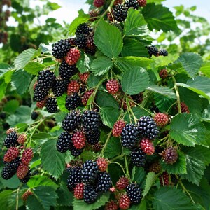 Puede incluir: Un racimo de moras maduras y bayas rojas inmaduras que crecen en una enredadera de hojas verdes. El fruto consiste en peque&ntilde;as drupas redondas, con las bayas maduras de color negro intenso y las bayas en desarrollo en tonos rojo brillante.