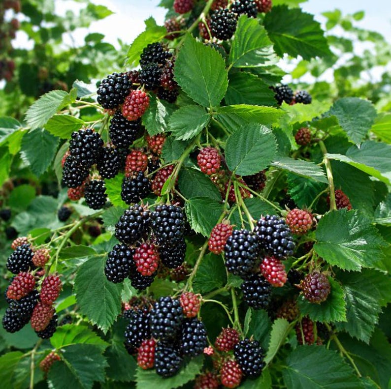 Puede incluir: Un racimo de moras maduras y bayas rojas inmaduras que crecen en una enredadera de hojas verdes. El fruto consiste en peque&ntilde;as drupas redondas, con las bayas maduras de color negro intenso y las bayas en desarrollo en tonos rojo brillante.