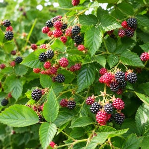 Puede incluir: Un arbusto de moras con racimos de bayas negras maduras y bayas rojas inmaduras. La planta tiene hojas verdes dentadas y tallos delgados, mostrando el ciclo de crecimiento natural de la fruta a medida que cambia de color rojo a negro.