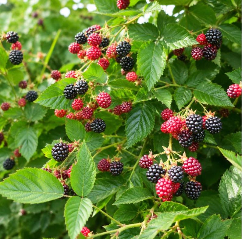 Puede incluir: Un arbusto de moras con racimos de bayas negras maduras y bayas rojas inmaduras. La planta tiene hojas verdes dentadas y tallos delgados, mostrando el ciclo de crecimiento natural de la fruta a medida que cambia de color rojo a negro.