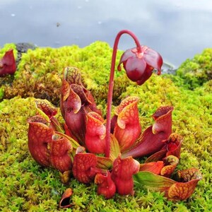May include: A close-up of a group of carnivorous pitcher plants with deep red and yellow-orange hues. The plants are surrounded by green moss, with a single red flower on a curved stem. The background is a blurred view of water.