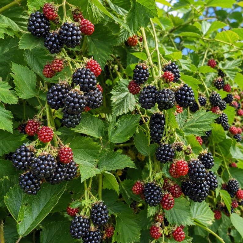 Puede incluir: Un denso racimo de moras maduras y bayas rojas inmaduras creciendo en un arbusto de hojas verdes. Las moras son oscuras, texturizadas y redondas, mientras que las bayas rojas m&aacute;s peque&ntilde;as son lisas y vibrantes, unidas a tallos finos.