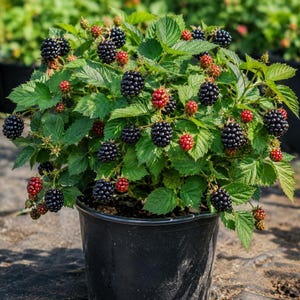 May include: A blackberry plant in a black plastic pot featuring numerous dark purple to black ripe berries and several smaller red unripe berries nestled among vibrant green, serrated leaves. The plant displays a dense, bushy growth habit.
