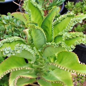 May include: Close-up of a vibrant green plant with large, fleshy leaves. The edges of the leaves are lined with small, baby plantlets. The plant has a central stalk and is surrounded by other green plants in a pot. The plant is a succulent.