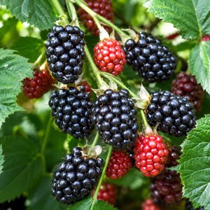 Puede incluir: Un racimo de moras en una enredadera de hojas verdes, que muestra una mezcla de bayas negras maduras y bayas rojas brillantes inmaduras. Las bayas est&aacute;n compuestas por muchas peque&ntilde;as drupas redondeadas, unidas a tallos verdes entre hojas serradas.
