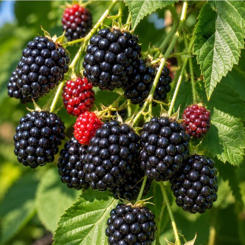 May include: A cluster of blackberries hanging from a green vine, featuring several ripe, dark purple-black berries with a bumpy texture alongside a few smaller, bright red, unripe berries and serrated green leaves in the background.