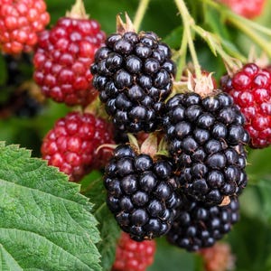 Puede incluir: Un racimo de moras en varias etapas de maduraci&oacute;n, con bayas negras maduras junto a bayas rojas m&aacute;s peque&ntilde;as e inmaduras. Los frutos est&aacute;n unidos a tallos verdes con una hoja verde grande y texturizada en el primer plano.