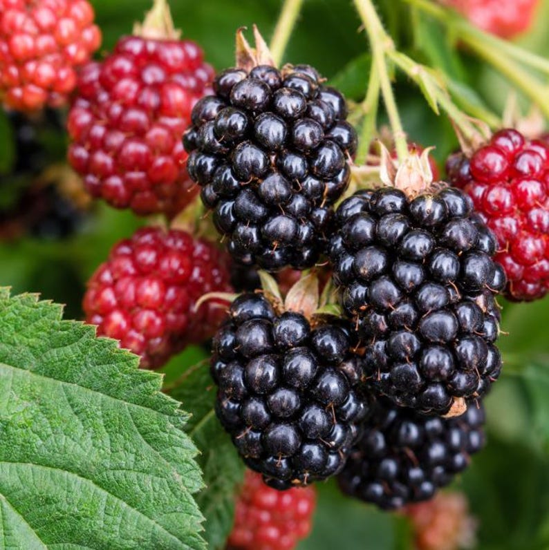Puede incluir: Un racimo de moras en varias etapas de maduraci&oacute;n, con bayas negras maduras junto a bayas rojas m&aacute;s peque&ntilde;as e inmaduras. Los frutos est&aacute;n unidos a tallos verdes con una hoja verde grande y texturizada en el primer plano.