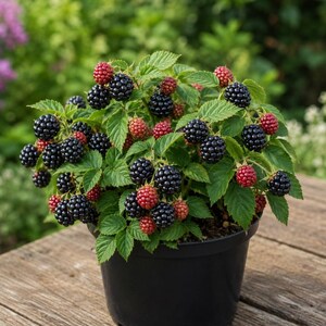 May include: A potted blackberry plant in a black plastic container, featuring numerous clusters of dark purple, ripe blackberries and smaller, reddish-pink unripe berries nestled among vibrant green, serrated leaves.