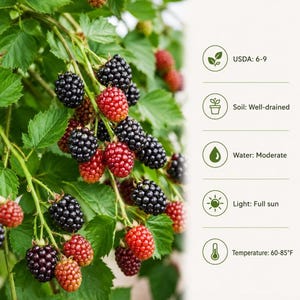 Puede incluir: Una planta de moras con racimos de bayas rojas y moradas oscuras en tallos verdes con hojas serradas. Una infograf&iacute;a a la derecha enumera los requisitos de cuidado: USDA 6-9, suelo bien drenado, riego moderado, pleno sol y 15-29&deg;C.