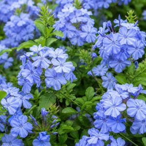 Puede incluir: Un grupo de flores de plumbago de color azul claro con cinco pétalos cada una, dispuestas en cabezas densas y redondeadas. Las flores están rodeadas de hojas de color verde vibrante y tallos finos y ramificados.
