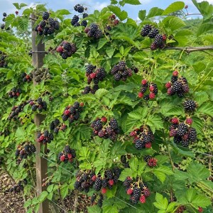Puede incluir: Un arbusto de moras que crece en un enrejado de alambre con numerosos racimos de bayas maduras de color p&uacute;rpura oscuro y negro, y algunas bayas m&aacute;s peque&ntilde;as de color rojo rosado sin madurar. La planta tiene hojas verdes serradas.