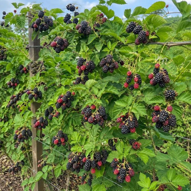 Puede incluir: Un arbusto de moras que crece en un enrejado de alambre con numerosos racimos de bayas maduras de color p&uacute;rpura oscuro y negro, y algunas bayas m&aacute;s peque&ntilde;as de color rojo rosado sin madurar. La planta tiene hojas verdes serradas.