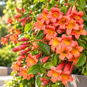 Juego de 2 plantas vivas de Bignonia Capreolata 'Tangerine Beauty', de 10 a 15 cm de altura, plantas trepadoras de flores naranjas para jardín, patio y pérgola.