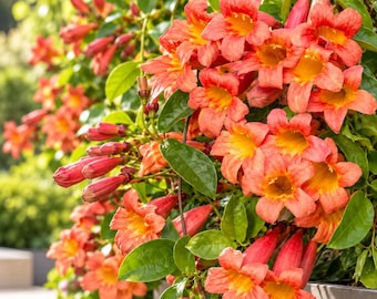 Juego de 2 plantas vivas de Bignonia Capreolata 'Tangerine Beauty', de 10 a 15 cm de altura, plantas trepadoras de flores naranjas para jardín, patio y pérgola.