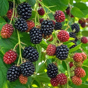 Puede incluir: Un racimo de moras en una enredadera de hojas verdes, que muestra una mezcla de bayas negras maduras y bayas rojas inmaduras. Las bayas est&aacute;n compuestas por peque&ntilde;as drupas redondeadas, que cuelgan de tallos verdes finos entre el follaje.