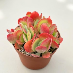 May include: A potted succulent plant with vibrant red and green leaves. The plant is in a small brown pot, showcasing its colorful, rounded foliage. The leaves transition from green to red, creating a striking visual contrast.