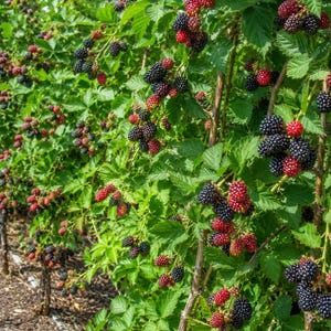 Puede incluir: Un denso arbusto de moras con numerosos racimos de bayas maduras de color p&uacute;rpura oscuro a negro y algunas bayas m&aacute;s peque&ntilde;as de color rojo brillante sin madurar. La planta tiene hojas verdes dentadas y tallos le&ntilde;osos y delgados.