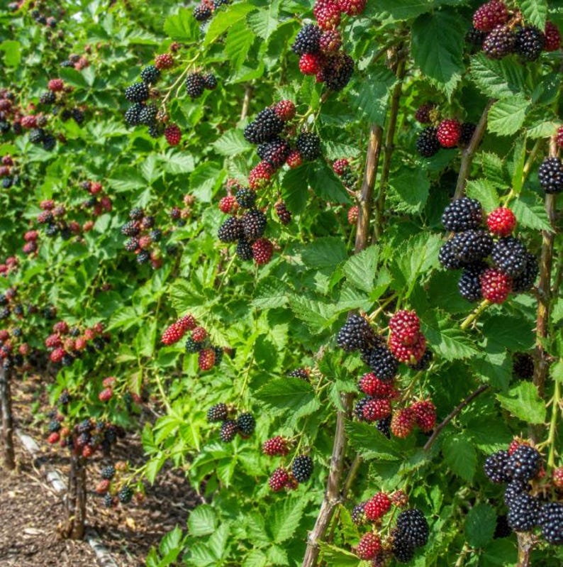 Puede incluir: Un denso arbusto de moras con numerosos racimos de bayas maduras de color p&uacute;rpura oscuro a negro y algunas bayas m&aacute;s peque&ntilde;as de color rojo brillante sin madurar. La planta tiene hojas verdes dentadas y tallos le&ntilde;osos y delgados.