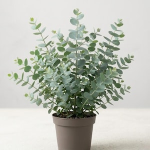 May include: A potted eucalyptus plant with rounded, silvery-green leaves. The plant is in a brown plastic pot, set against a neutral background. The leaves have a soft, muted color, and the plant has a full, bushy appearance.