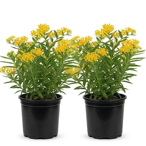 May include: Two potted plants with vibrant yellow flowers and green foliage. The plants are in black plastic pots, set against a white background. The flowers are clustered, and the leaves are long and slender.