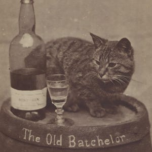 The Old Batchelor Mouse Pad | Victorian Cat Photo | Henry Pointer Vintage Desk Mat