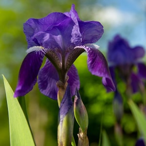 May include: Close-up of a vibrant purple iris flower in full bloom. The petals display a rich gradient of color, with hints of white and brown. Green leaves and buds are visible, set against a blurred green and blue background.