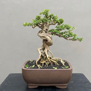 Puede incluir: Un bonsái con un tronco grueso, retorcido y de color marrón claro con raíces expuestas, plantado en una maceta rectangular de cerámica marrón mate. El árbol presenta hojas verdes pequeñas y densas en ramas escalonadas sobre tierra oscura.