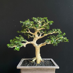 Può includere: Un bonsai con un tronco spesso di colore chiaro e molteplici rami distesi coperti da piccole foglie verde brillante. L'albero è piantato in un vaso rettangolare in ceramica marrone chiaro riempito di terriccio scuro e granuloso.
