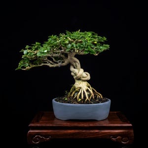Actual Tree Premna Microphylla Split Trunk Bonsai - Dwarf Size 6