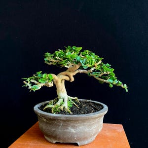 Puede incluir: Un bonsái con un tronco grueso de color beige claro que se retuerce en un nudo, con pequeñas hojas de color verde vibrante en ramas extendidas. El árbol está plantado en una maceta de cerámica gris desgastada, llena de tierra oscura y musgo.